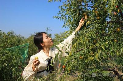 迎佳節(jié)慶豐收 黃驊冬棗開(kāi)園采摘活動(dòng)開(kāi)幕