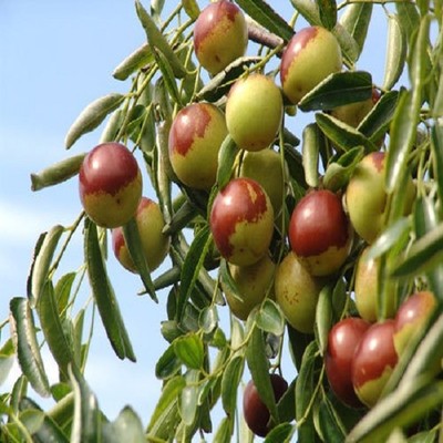 黃驊冬棗詳細介紹:特點 歷史 - 黃驊特產(chǎn) - 特色谷