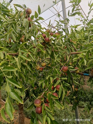 哪里的冬棗最好?山東沾化、河北黃驊、陜西大荔,還是山西、新疆江西或其他地方?