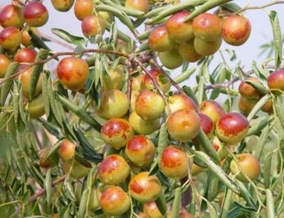 哪里的冬棗最好?山東沾化、河北黃驊、陜西大荔,還是山西、新疆江西或其他地方?