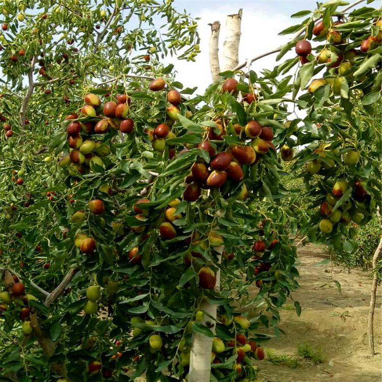 黃驊冬棗脆又甜，今秋又是豐收年