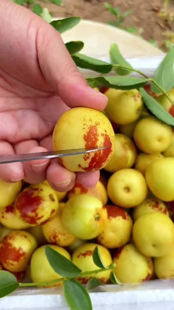 大荔與黃驊冬棗 產(chǎn)地直發(fā)，品質(zhì)鮮甜