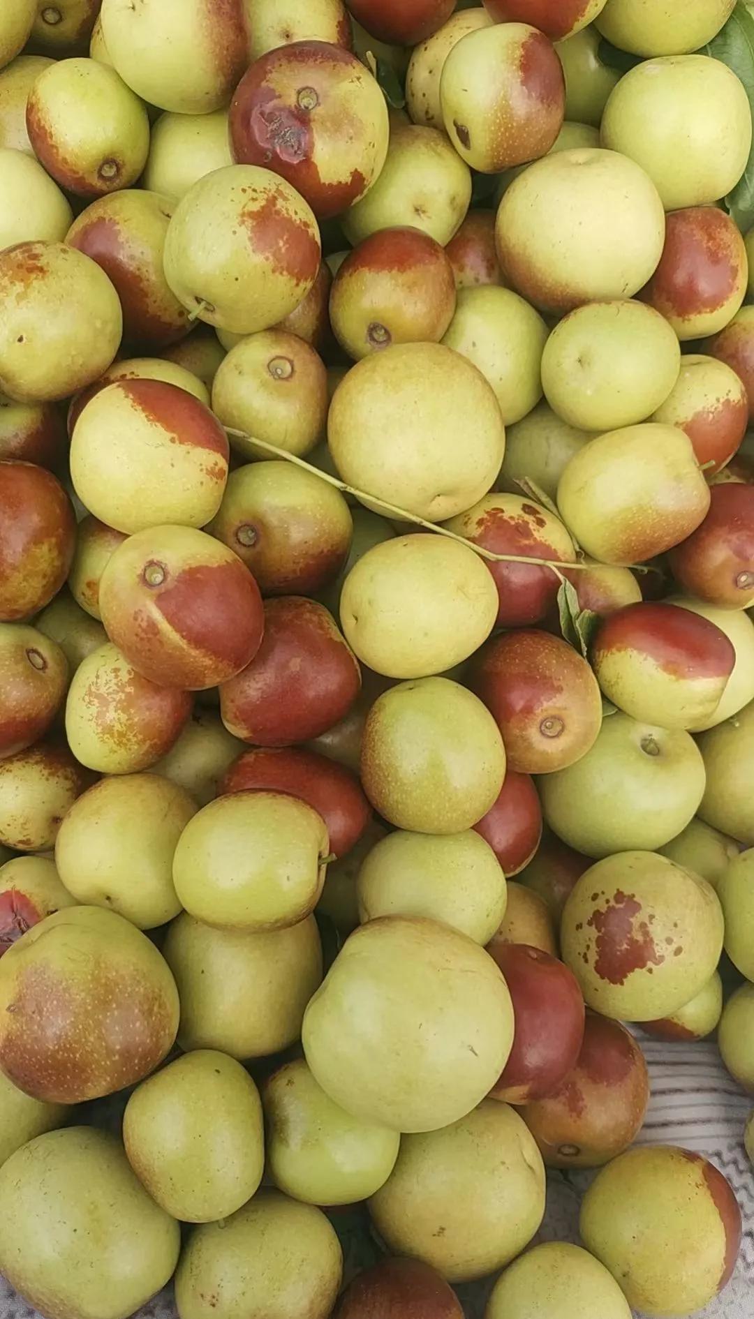 咬一口就上頭！黃驊冬棗甜到心坎里