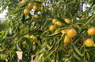 黃驊三娘冬棗采摘園全攻略 門(mén)票、地址、游玩指南及圖片分享