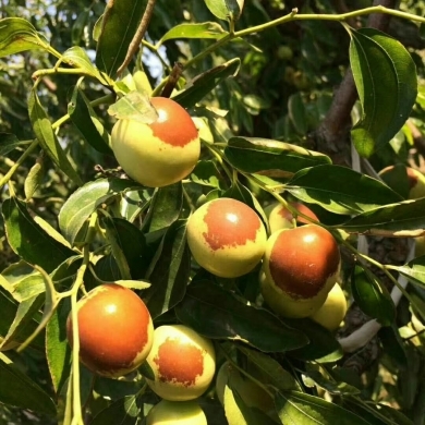 黃驊冬棗 冬季碩果，香甜滿(mǎn)園