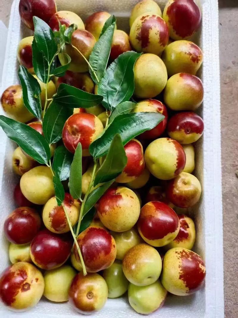 黃驊冬棗 自然饋贈(zèng)，甜美健康，等您下單