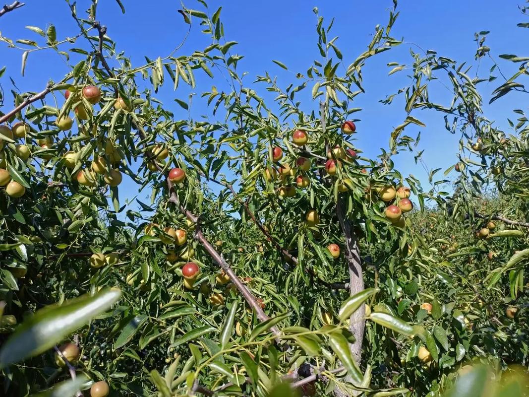 黃驊冬棗 脆甜多汁，現(xiàn)摘現(xiàn)發(fā)的新鮮美味