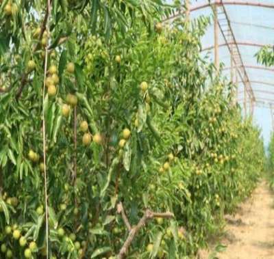 富平縣澤瑞源冬棗種植專(zhuān)業(yè)合作社 黃驊冬棗的綠色典范