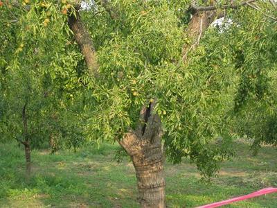 黃驊600年樹(shù)齡昭福古冬棗樹(shù)——黃驊冬棗節(jié)采風(fēng)