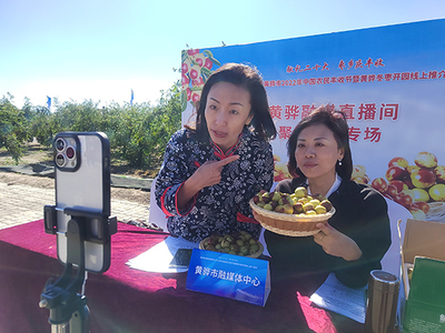 河北黃驊 古貢棗園話(huà)豐收，特色農(nóng)業(yè)促振興