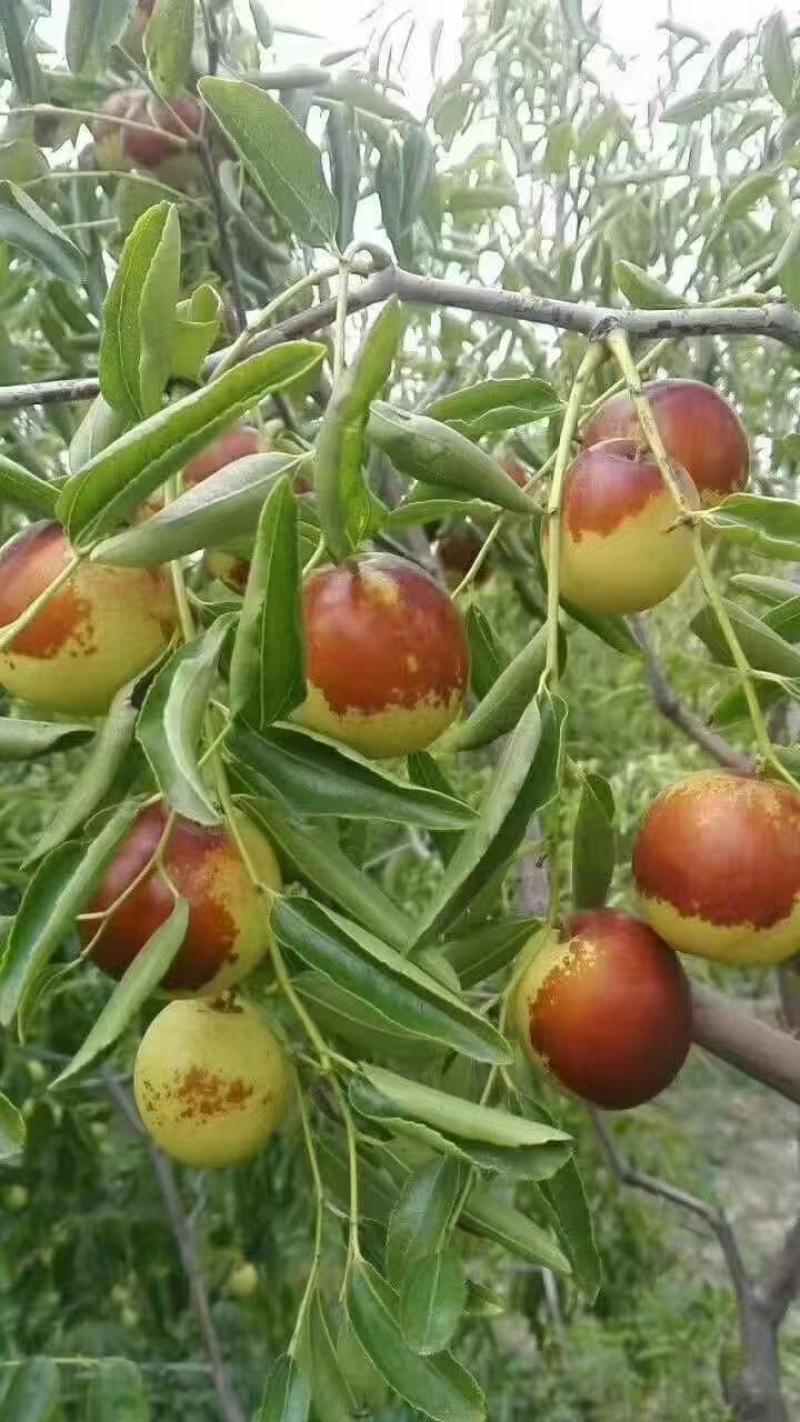 滄州黃驊冬棗 一口咬下，滿(mǎn)嘴的清甜與實(shí)力