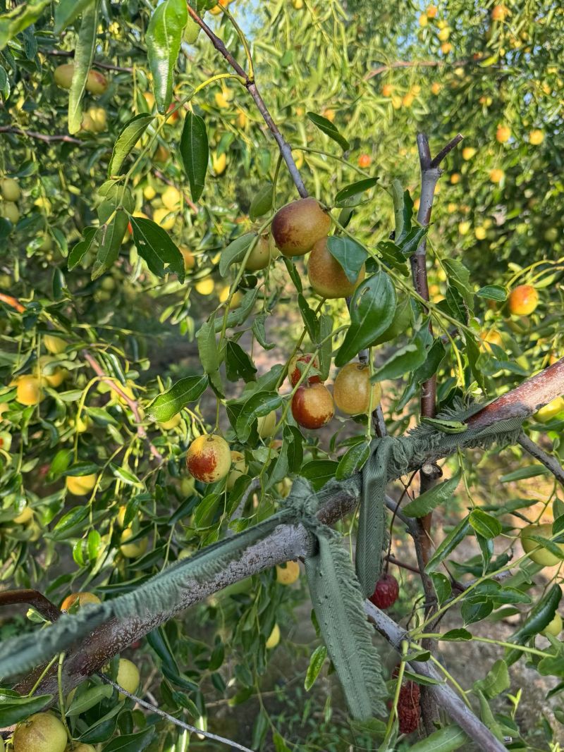 黃驊冬棗 河北滄州的“金疙瘩”，品質(zhì)與實(shí)惠的完美結(jié)合