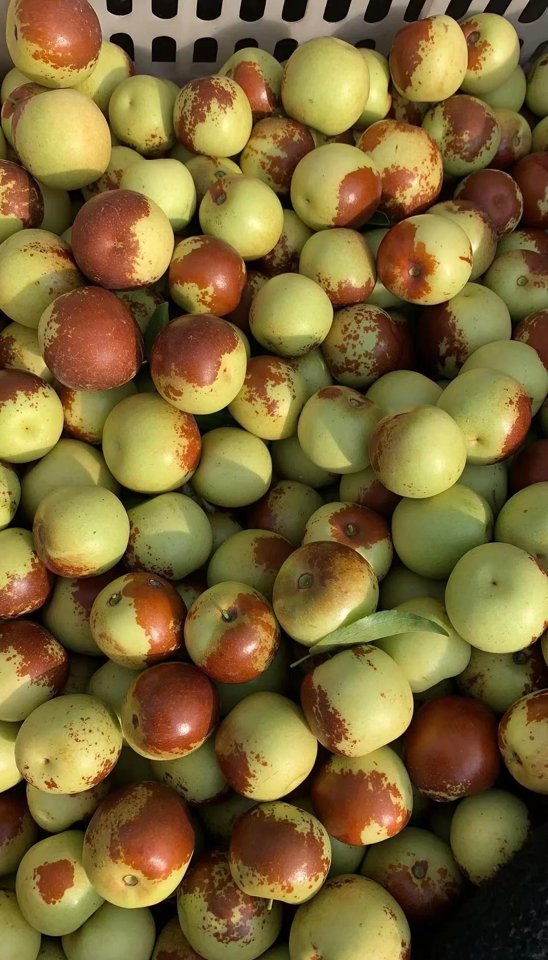 黃驊冬棗鮮到爆！舌尖速遞，領(lǐng)略冰甜脆爽的秋日珍饈