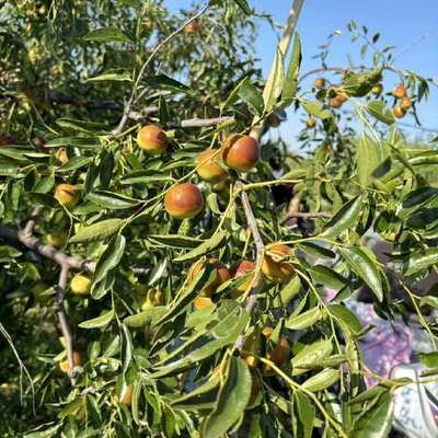 黃驊冬棗 個(gè)大皮薄，脆甜沁心的北方珍果